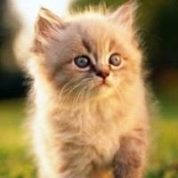 微信抖音超有爱小猫咪真的可爱哦动物头像