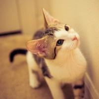 微信抖音可人的小猫咪动物头像