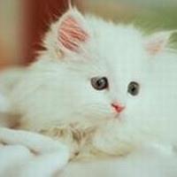 微信抖音可人的小猫咪动物头像