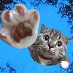 QQ微信调皮的小猫咪动物头像