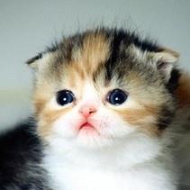QQ微信调皮的小猫咪动物头像
