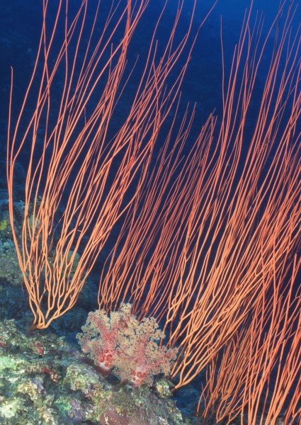 精选奇幻的海底生物图片大全