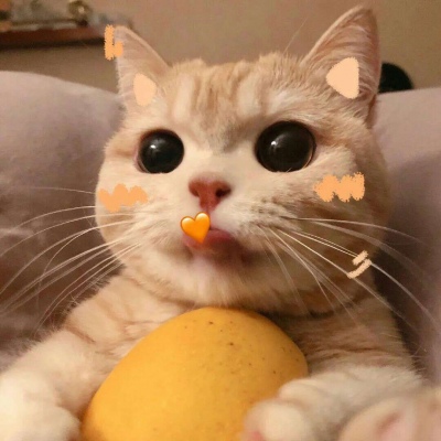 微信QQ最新猫咪搞怪可爱小猫猫可爱合集头像