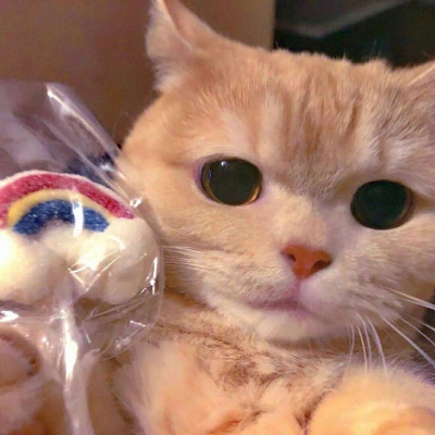 微信QQ最新猫咪搞怪可爱小猫猫可爱合集头像