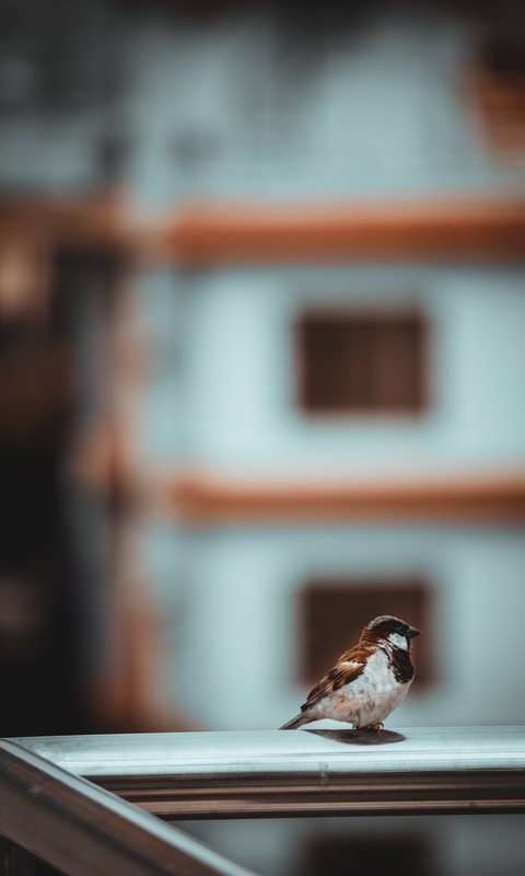 可爱呆萌的野生小鸟高清手机壁纸图片