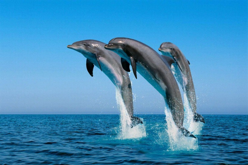 漂亮水生哺乳动物海豚图片大全