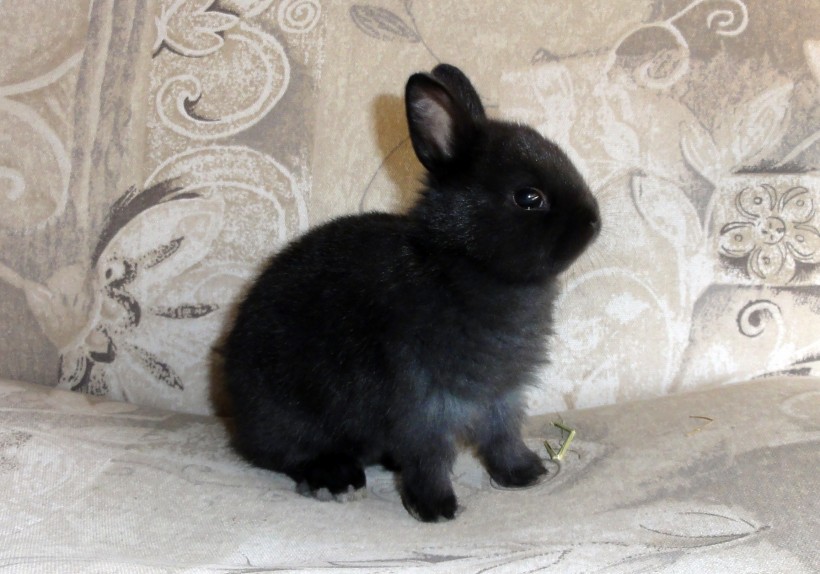 【兔子图片】最新软萌可爱的兔子图片大全