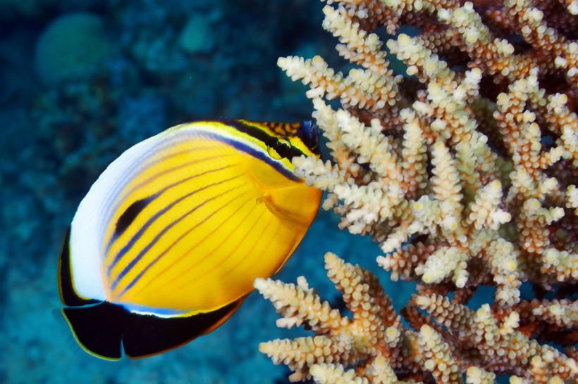 【热带海洋鱼图片】漂亮色彩鲜艳的热带海洋鱼图片大全