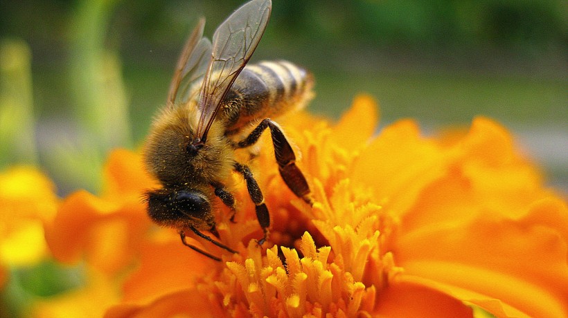 【小蜜蜂图片】唯美采蜜的小蜜蜂图片大全