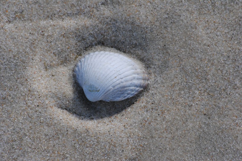 【贝壳图片】超美海边的贝壳图片大全