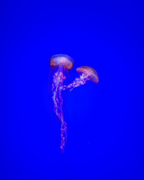 【水母图片】超美海洋中的水母图片大全