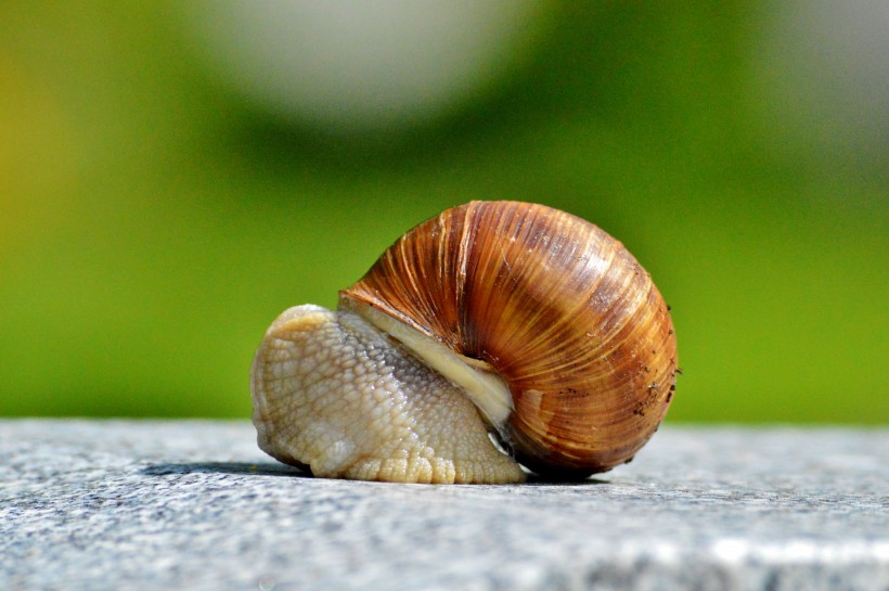 【蜗牛图片】超美缓慢爬行的蜗牛图片大全