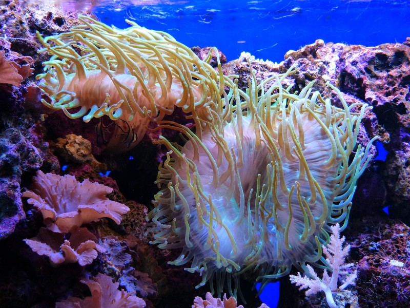 【海底珊瑚图片】最新海底珊瑚图片大全