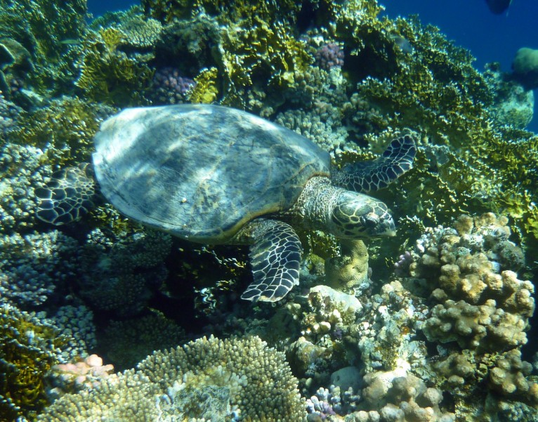 【海龟图片】精选海洋里的海龟图片大全