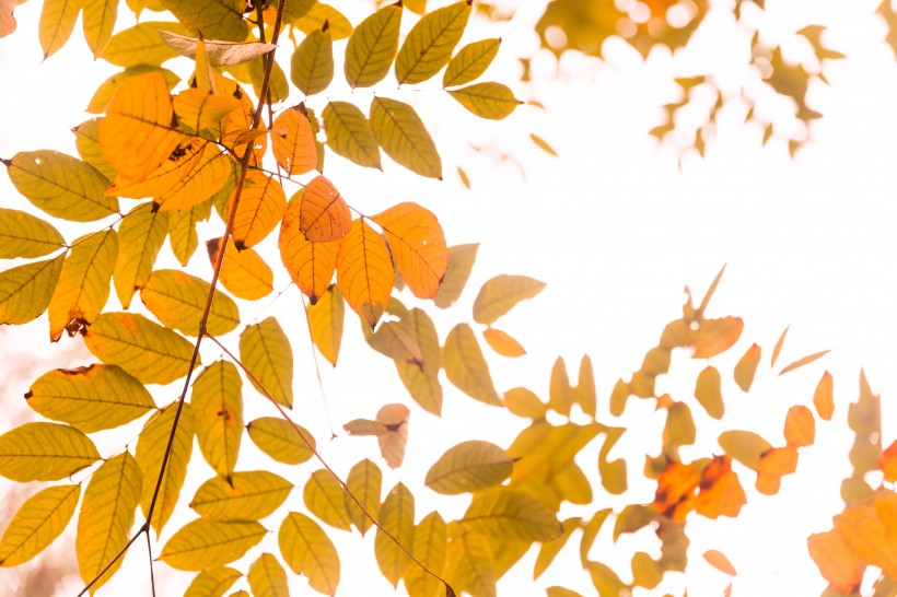 叶子图片-高清秋天金黄的叶子图片大全
