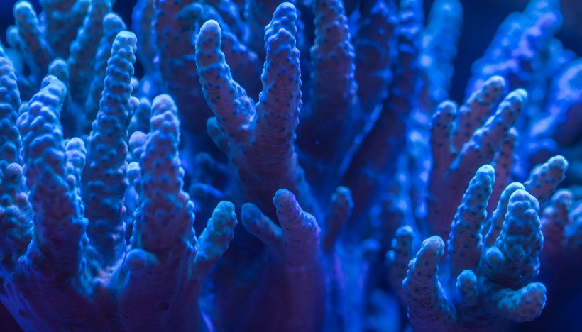 【海底珊瑚图片】好看海底珊瑚图片大全