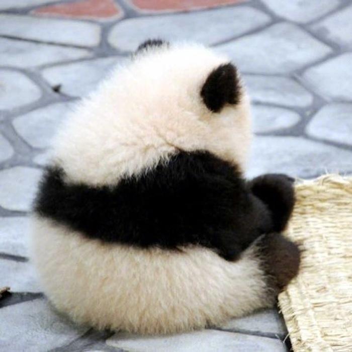 呆萌小熊猫超可爱高清微信热门头像大全