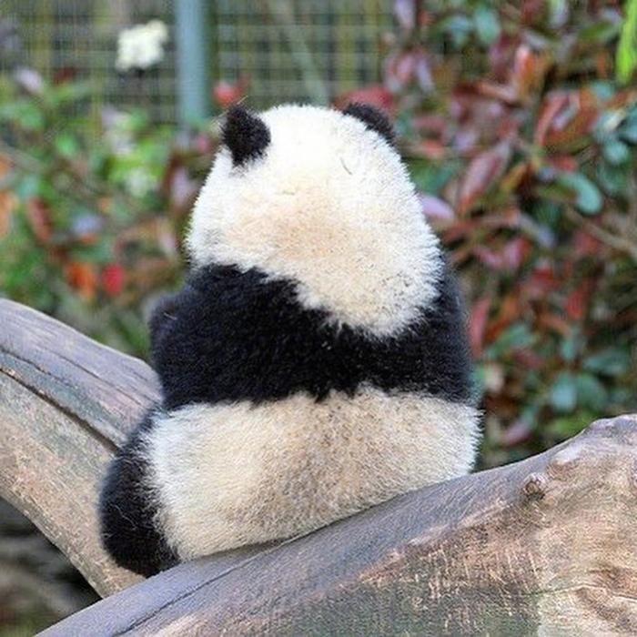 呆萌小熊猫超可爱高清微信热门头像大全