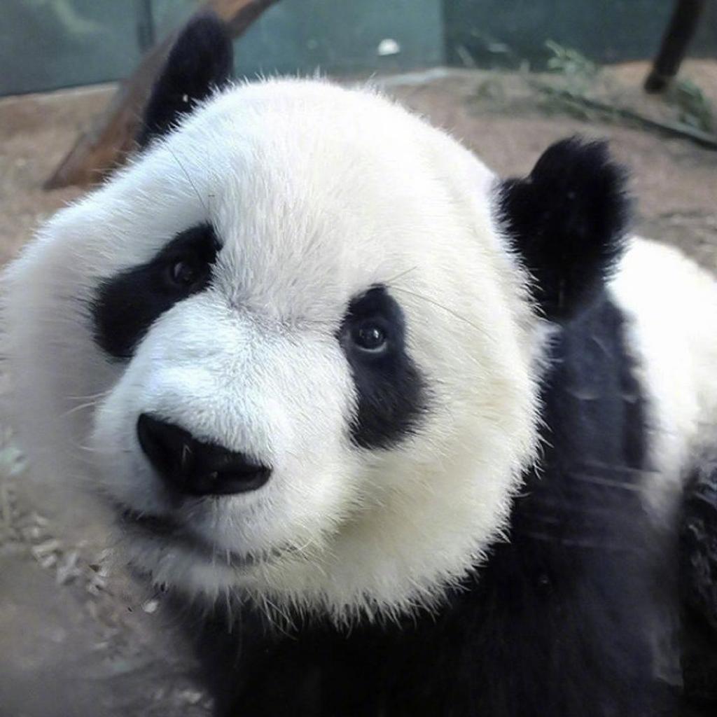可爱的国宝熊猫呆萌微信头像图片大全