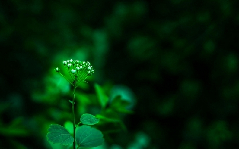 小清新绿色护眼植物唯美高清图片