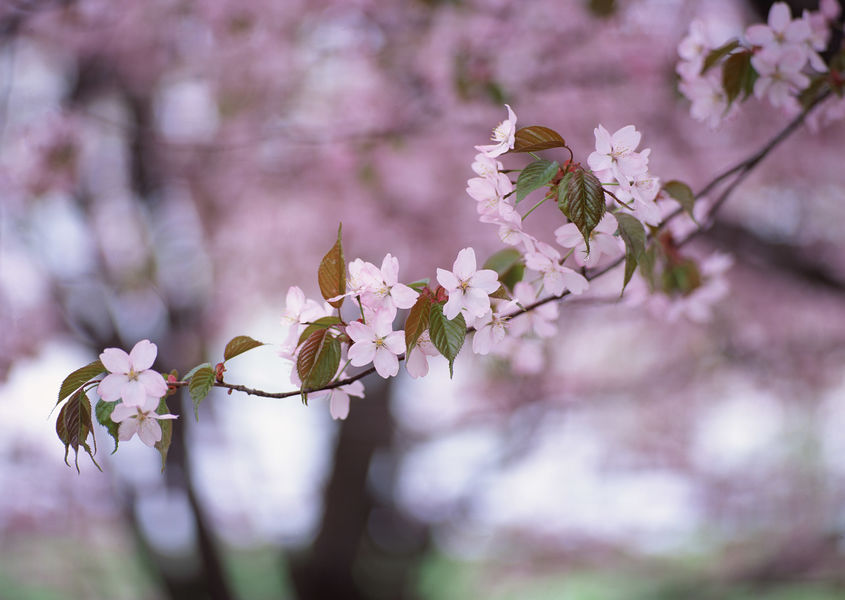 春天桃花高清植物图片