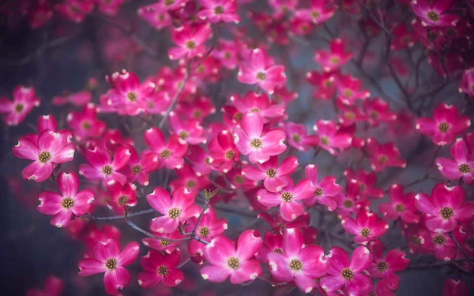高清夏季花卉植物图片