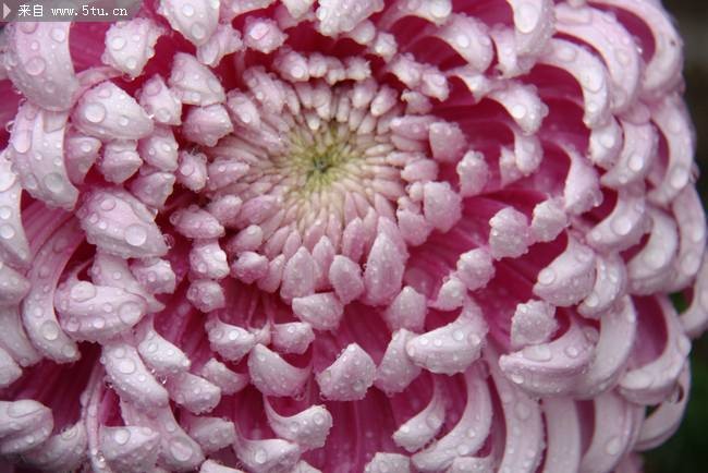 含苞待放的唯美粉菊花图片