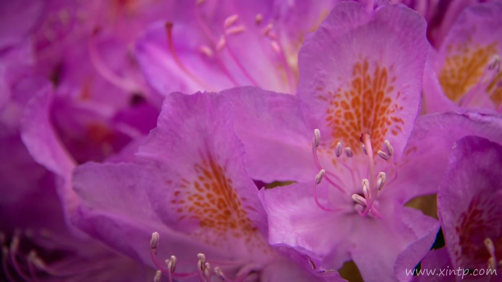 姹紫嫣红的杜鹃花图片