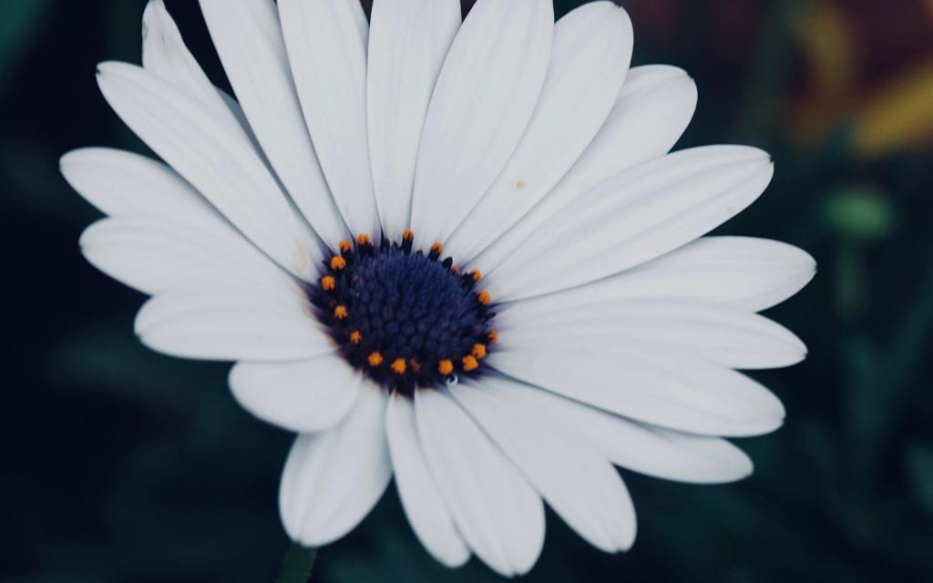 鲜艳亮丽的蓝目菊高清精选花卉图片