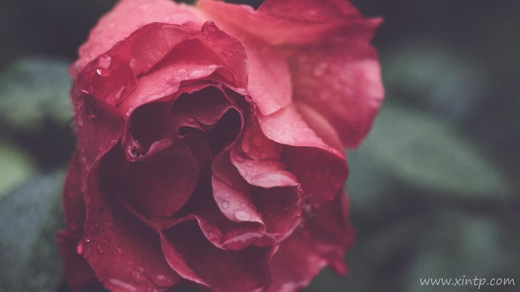 浪漫红玫瑰精选摄影特写高清图片