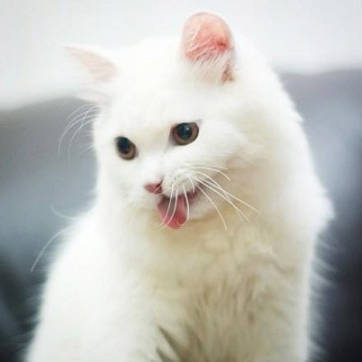 可爱小白猫金毛犬最萌情侣动物头像