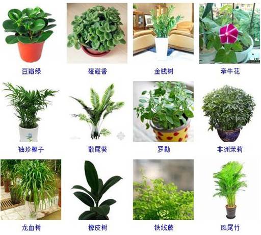 植物图片及名称