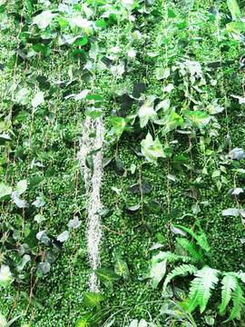 绿墙植物图片