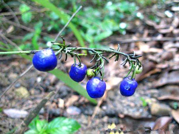 蓝宝石植物图片