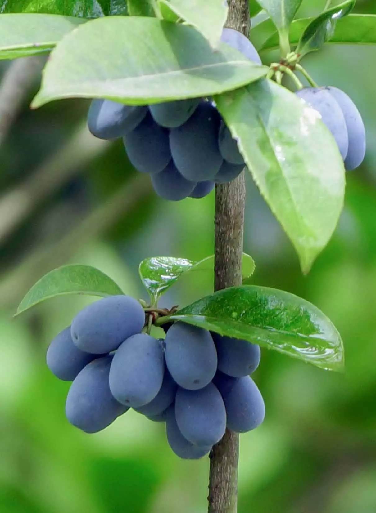充分Jabuticaba或Jaboticaba树紫色黑果子 库存照片 - 图片 包括有 生气勃勃, 新鲜: 115613108